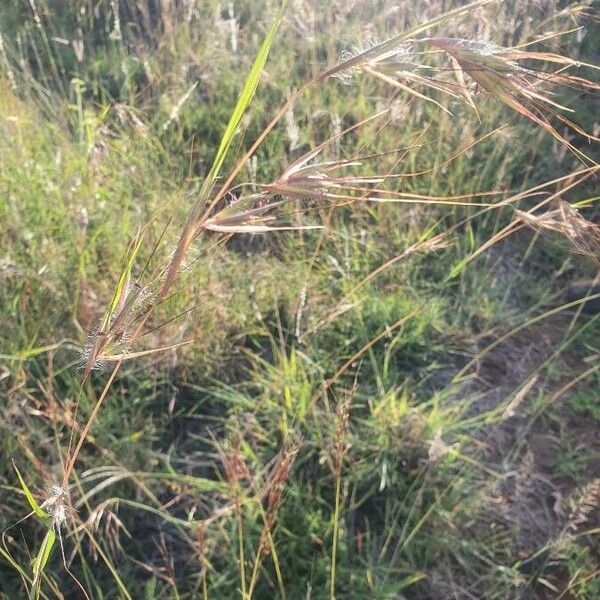 Themeda triandra Flor