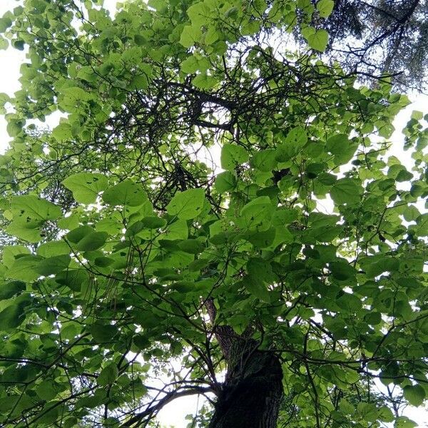 Catalpa bignonioides Ліст