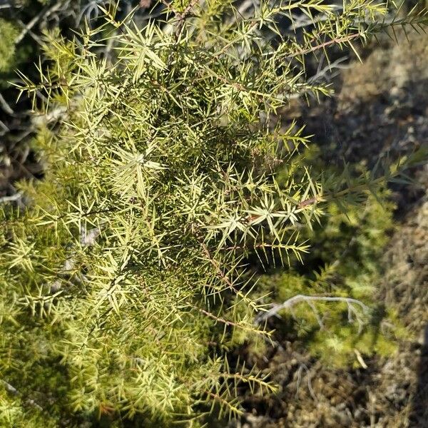 Juniperus oxycedrus Fuelha