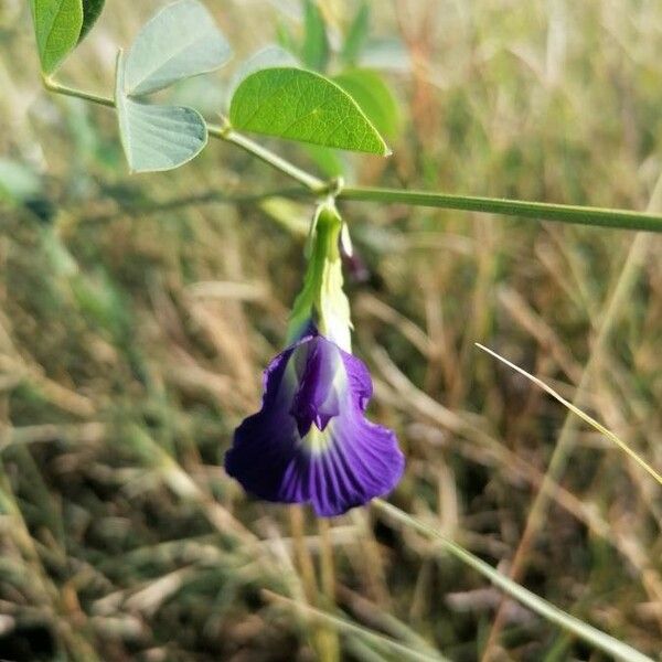 Clitoria ternatea Flors