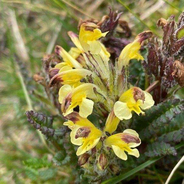 Pedicularis oederi Bloem