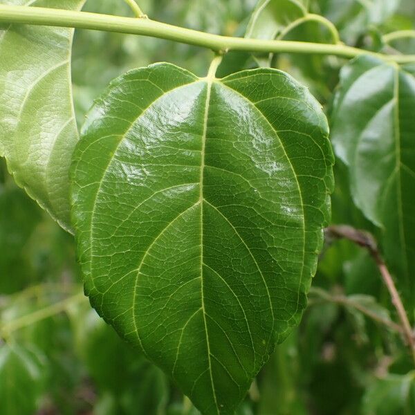 Colubrina asiatica Leaf