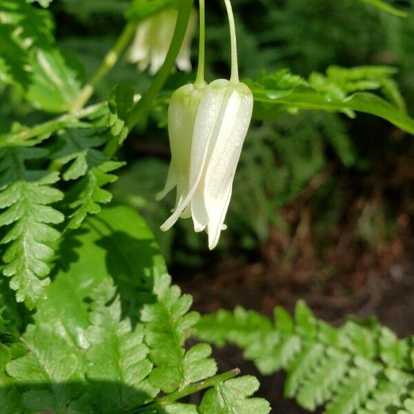 Prosartes smithii Virág