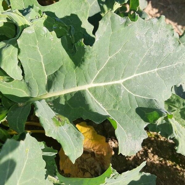 Brassica oleracea Fruit