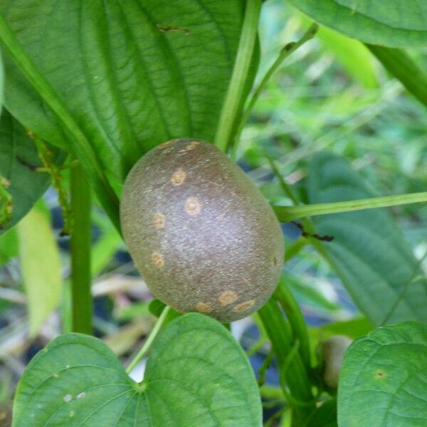 Dioscorea bulbifera Frucht