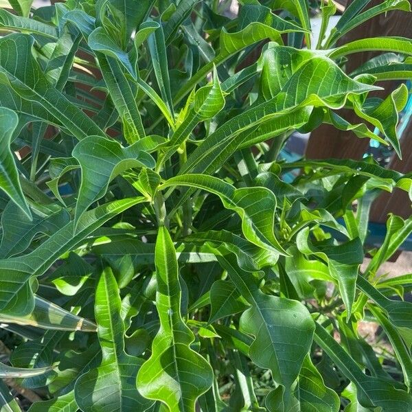 Plumeria pudica Leaf