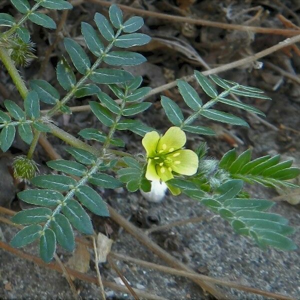 Tribulus terrestris Flower