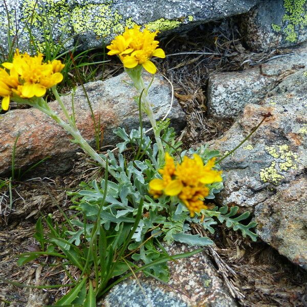 Jacobaea incana Flor