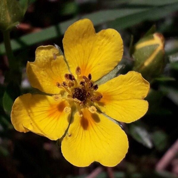 Potentilla aurea Fleur