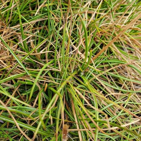 Juncus squarrosus Hoja