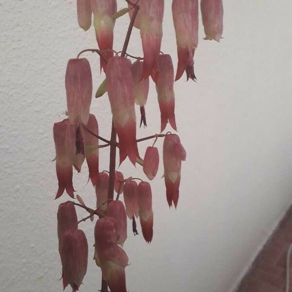 Bryophyllum pinnatum Floro