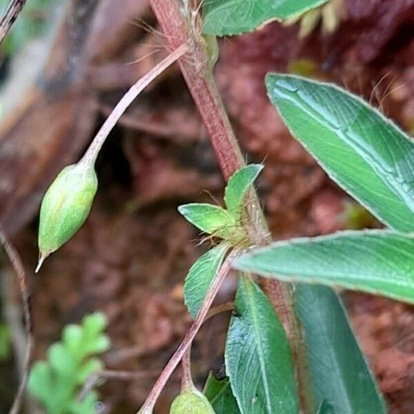 Sauvagesia erecta 其他