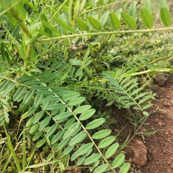 Astragalus atropilosulus पत्ता