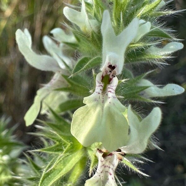 Stachys ocymastrum Floare