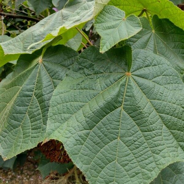 Dombeya burgessiae ഇല