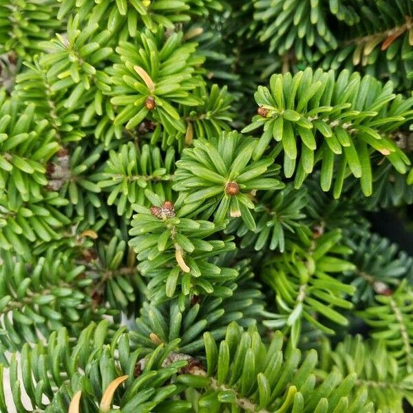 Abies balsamea ഇല