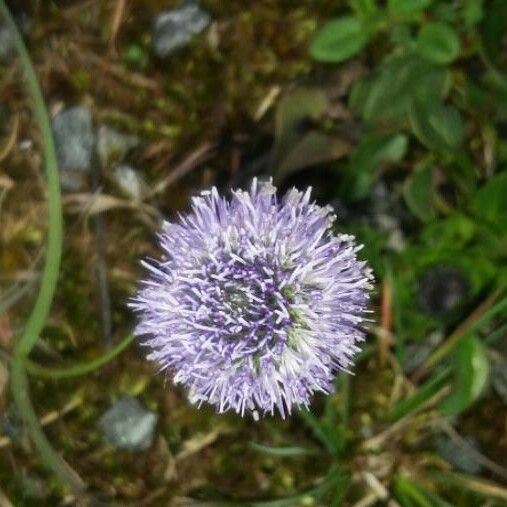 Globularia bisnagarica Квітка