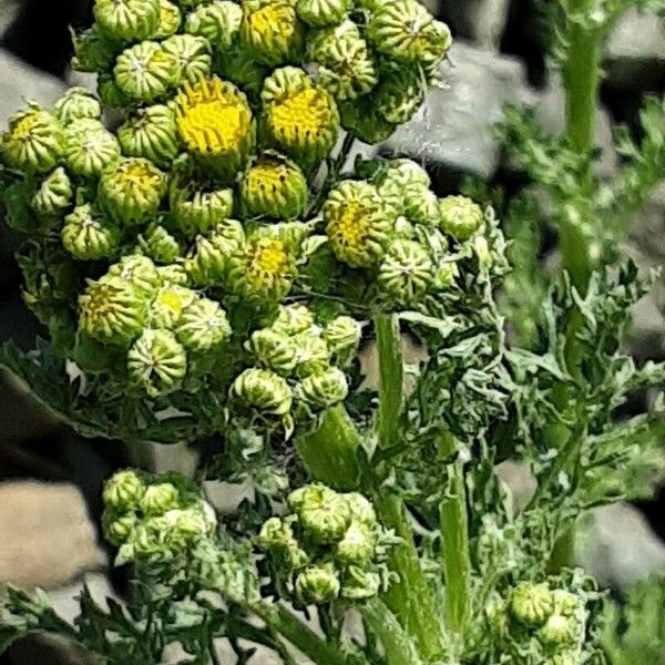 Senecio sylvaticus Blomst