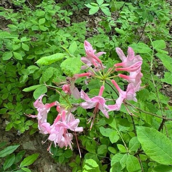 Rhododendron periclymenoides Flor