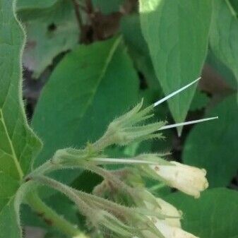 Symphytum tuberosum പുഷ്പം