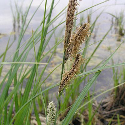 Carex lacustris Frugt