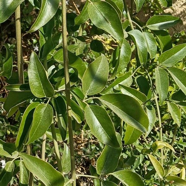 Jasminum fluminense Feuille