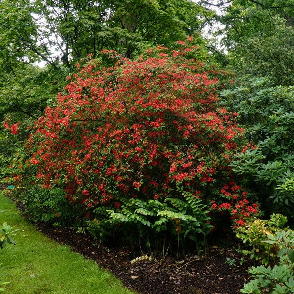 Rhododendron prunifolium Plante entière