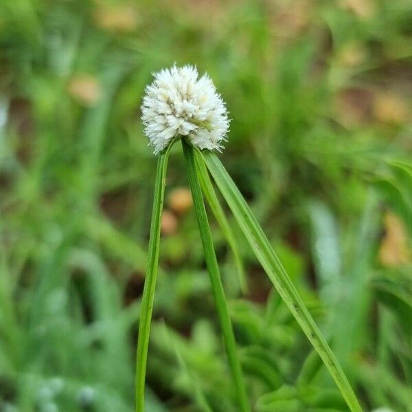 Cyperus niveus Цвят