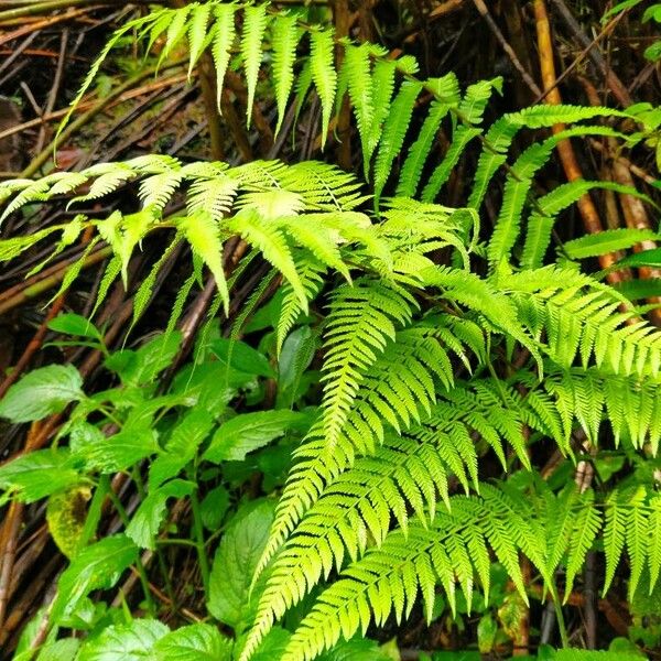 Macrothelypteris torresiana Leaf