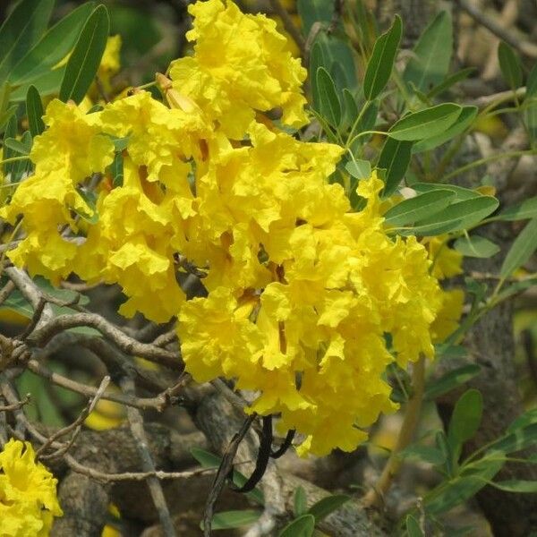 Tabebuia aurea Blomma