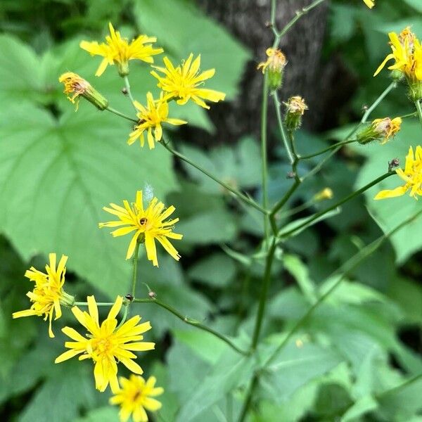 Crepis paludosa Flor