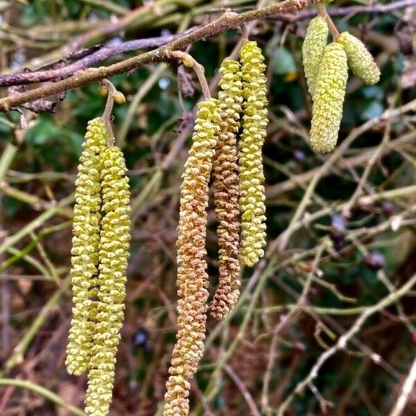 Corylus avellana Fruit