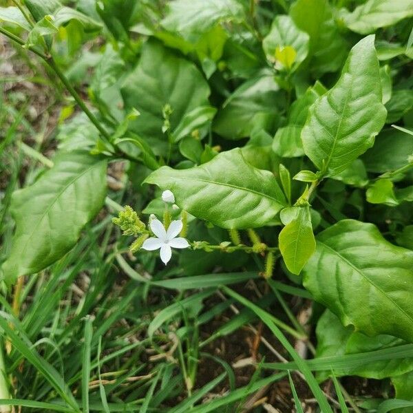 Plumbago zeylanica Flower