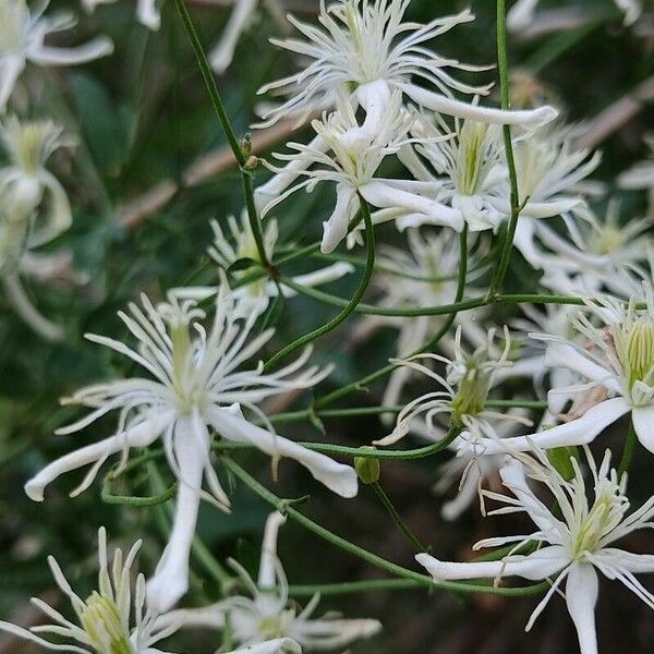 Clematis flammula Bloem