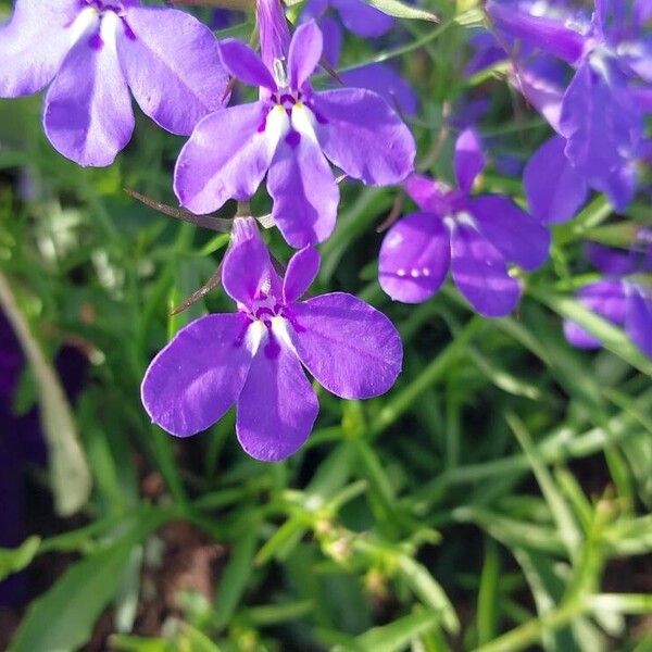 Lobelia erinus Blüte