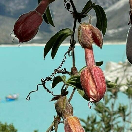 Passiflora tarminiana Flower