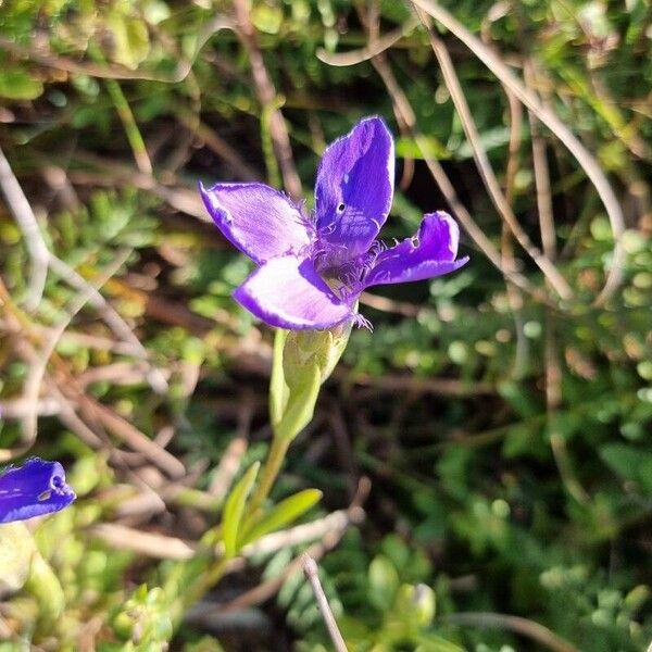 Gentianopsis ciliata Fiore