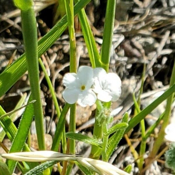 Cryptantha clevelandii Blomst