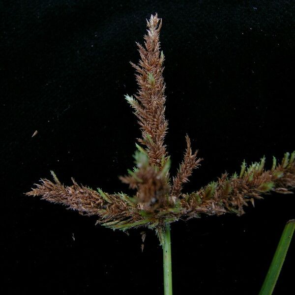 Cyperus imbricatus ശീലം