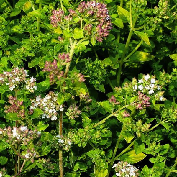 Origanum vulgare Blomst