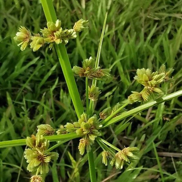 Schoenoplectus triqueter Kwiat