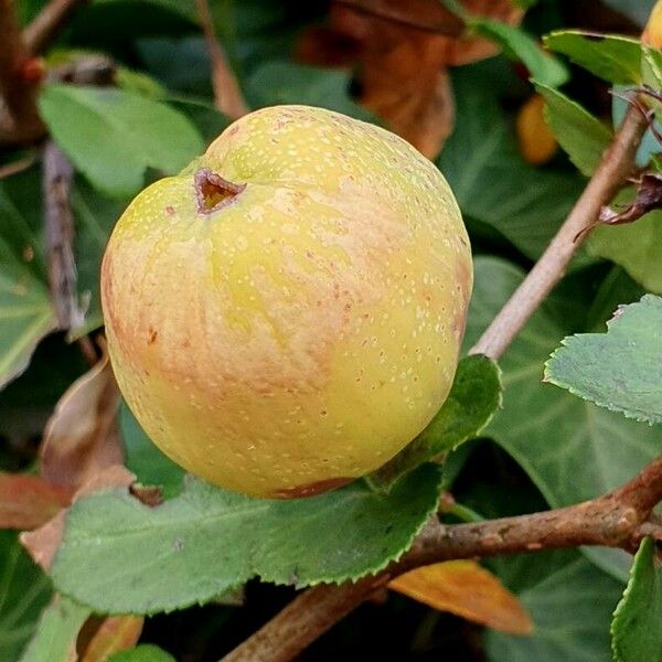 Chaenomeles speciosa Fruit