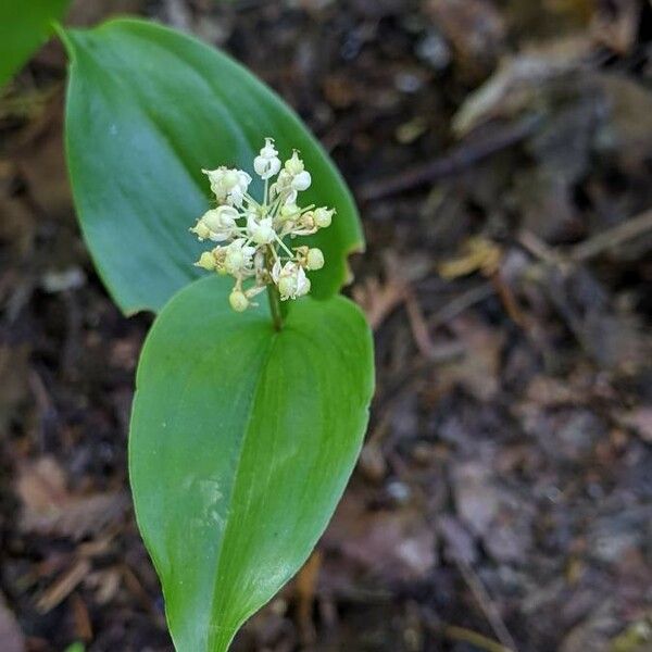 Maianthemum canadense Цвят