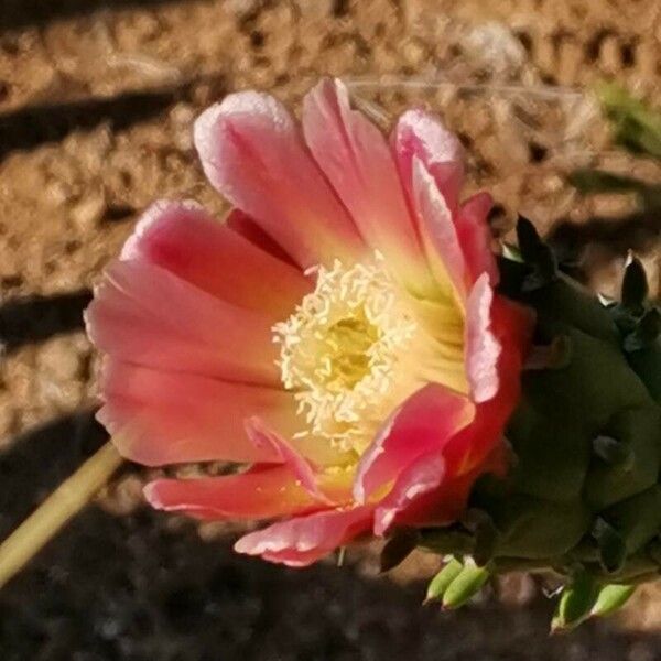 Austrocylindropuntia cylindrica Kwiat