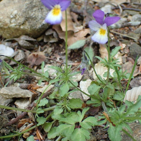 Viola tricolor 整株植物