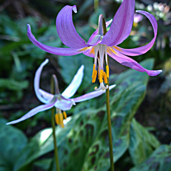 Erythronium revolutum 花