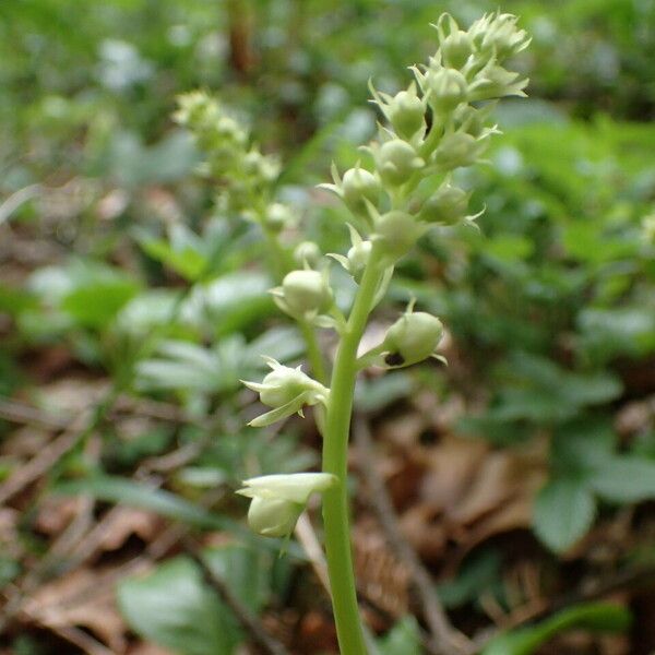 Pyrola rotundifolia 花