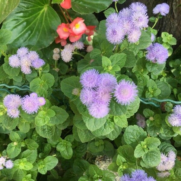 Ageratum conyzoides Flor