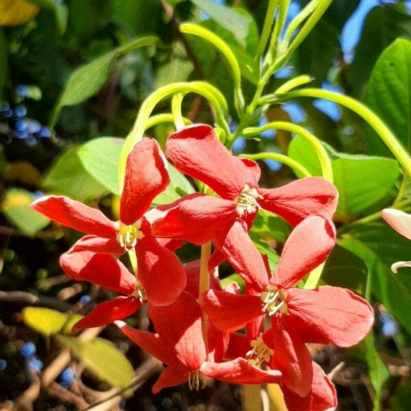 Quisqualis indica Flors