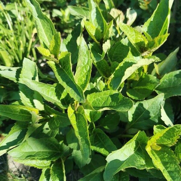 Heliopsis helianthoides Hostoa